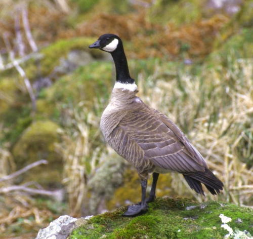 ��������� �������